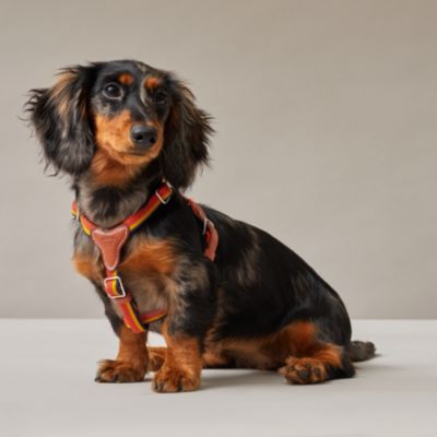 Rocabar dog harness