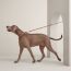 Polisson dog leash, dark irish