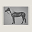 View: front, Cheval Palomino blanket