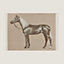 Cheval Palomino blanket, view 1 of 3