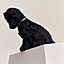 Demi-Rond dog collar, View: Worn, worn, view 1 of 3