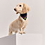 Maillons dog bandana, S, View: Worn, worn, view 1 of 3