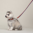 View: Worn, Medor slim dog leash