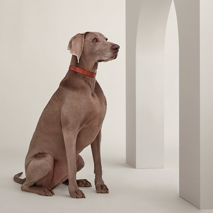 Polisson dog collar