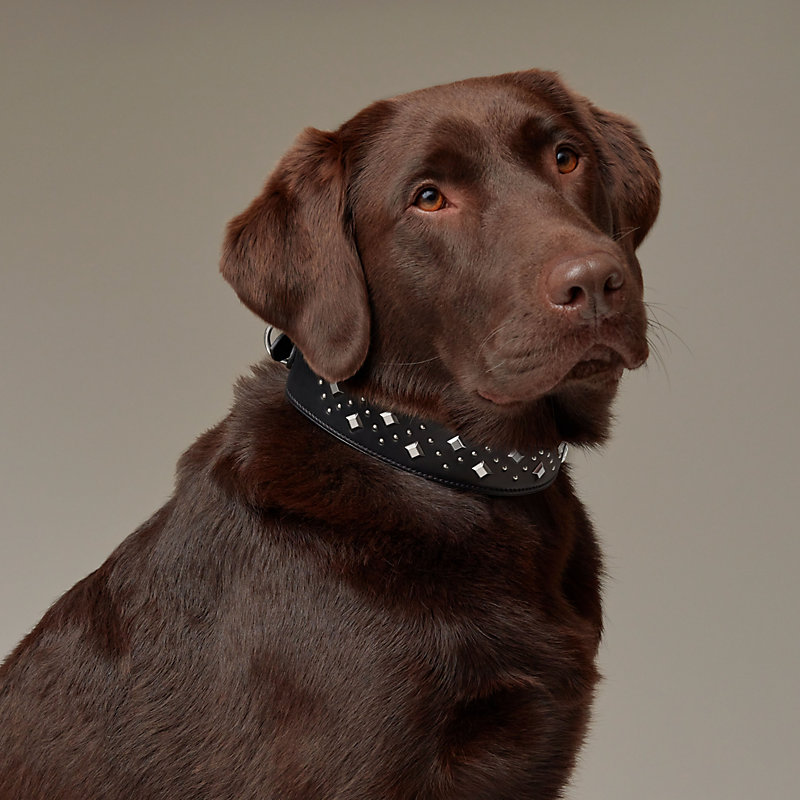 Labrador retriever collars sale