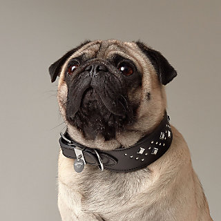 Pug shop with collar