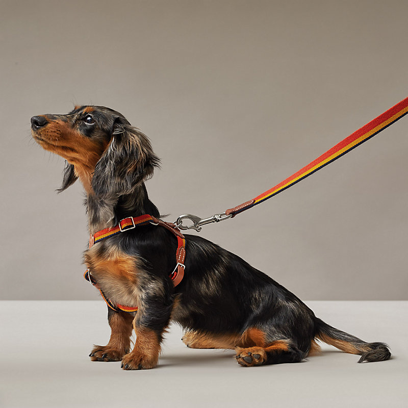 Rocabar dog leash  Hermès Mainland China