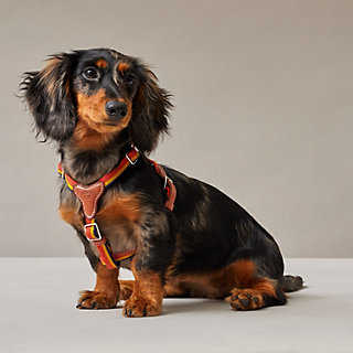 hermes dog harness