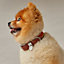 View: Worn, Rocabar III dog collar